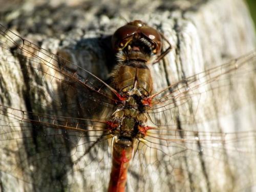 Sympetrum striolatum